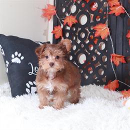 Gorgeous Female Yorkie-Poo Puppy Ready for a New Home in Mount Vernon, oh