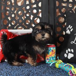 Beautiful Shorkie Puppy Ready for a Loving Home in Mount Vernon, oh