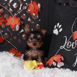 Yorkshire Terrier Puppy Dolly - Sweet Female Available in Mount Vernon, Ohio in Mount Vernon, oh