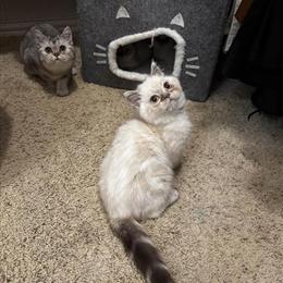 Scottish Straight Kitten in Chinchilla Color in Hurst, tx