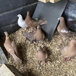 Trenton Homer Pigeons Available for Sale in Belfast, ny