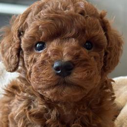 Toy Poodle Puppies Available - Males and Females in Chicago, il