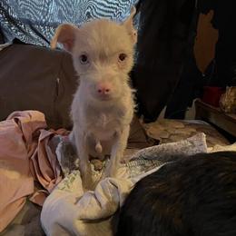 Chihuahua Puppy for Sale in Centralia, il