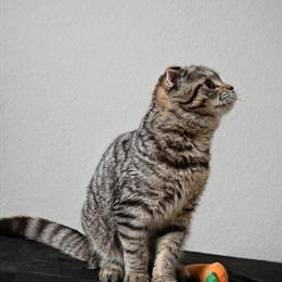 Beautiful Female Scottish Fold Kitten Available in Hurst, tx