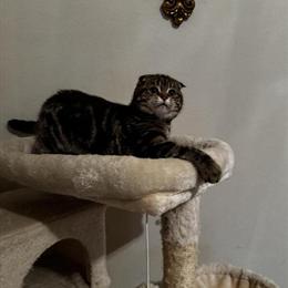 Male Scottish Fold Kitten Looking for a Loving Home in Hurst, tx