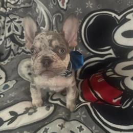 French Bulldog puppies available for rehoming in Charlotte, nc