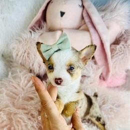 Teacup Merle Chihuahua for Sale in Miami, fl