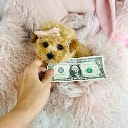 Teacup Poodles Available in Miami, fl