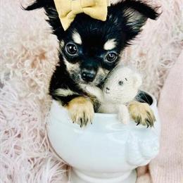 Maltese, Chihuahuas, Pomeranians, Yorkies, and French Bulldogs Puppies Available in Miami, fl