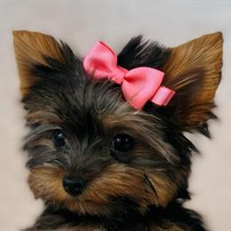 Yorkshire Terriers, Maltese, Chihuahuas, Pomeranians, Poodles & Mixed Breeds Available in Miami, fl