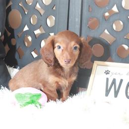 Dachshund Puppy Lola - Happy and Ready for a New Home in Mount Vernon, oh