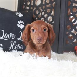 Dachshund Hunter Ready for a New Home in Mount Vernon, oh