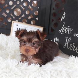 Chocolate Yorkshire Terrier Ready for a Loving Home in Mount Vernon, oh
