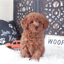 Red Male Poodle Puppy Available for Pickup in Mount Vernon, oh