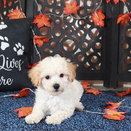 Poochon Puppy AJ - Affectionate and Playful in Mount Vernon, oh