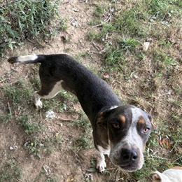 1 Year Old Great Dane Mix Looking for a New Home in Mount Gilead, oh