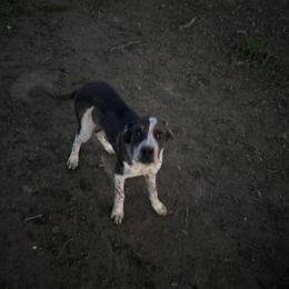 Great Dane Rot Mix Looking for Forever Home in Mount Gilead, oh