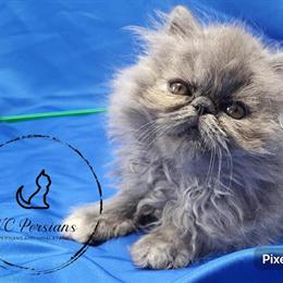 Persian Kitten - Blue Cream Girl Sold in Raeford, nc