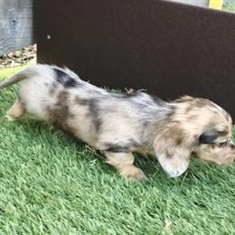Dachshund Puppies Available for Adoption in San Francisco, ca