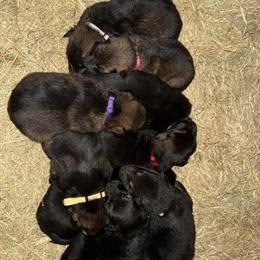 German Shepherd Puppies Available - Call Ryan in Jackson, ga