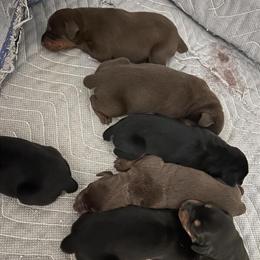 Doberman puppies ready for Christmas in Sharon, wi