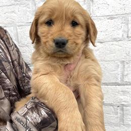 Red Golden Retriever Puppy Available Now in Greenville, ky