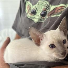 Siamese Kittens Ready Now - Blue and Lilac Point in Alexandria, va