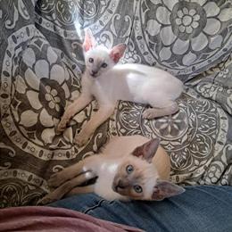 Siamese Kittens Ready Now - Blue and Lilac Point in Alexandria, va