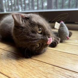 British Shorthair Male Kitten in Cinnamon Color in Boonton, nj