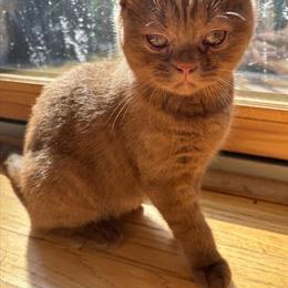 Cinnamon British Shorthair Female Kitten for Adoption in Boonton, nj
