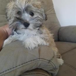 Havanese Puppy - Sweet and Fluffy in Millersburg, oh