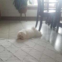 Adorable AKC Registered Puppy Tommie Ready for a New Home in Millersburg, oh