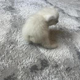 White Manx Kitten for Adoption in Brooklyn, ny