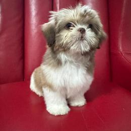 Shih Tzu Puppy Available in Greensboro, nc