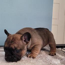 French Bulldog Puppies Available in Atlanta, ga