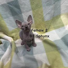 Sphynx Kittens Available for Adoption in Bucyrus, oh