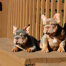 Rottweiler Puppies - Isabella and Lilac Tan Available in Chicago, il
