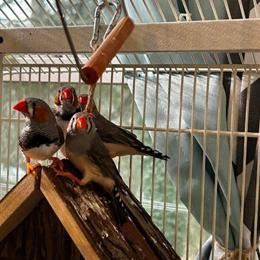 Finches for Adoption in Springfield, ma