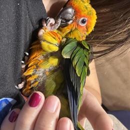 Sunconure Babies for Sale in Springfield, ma