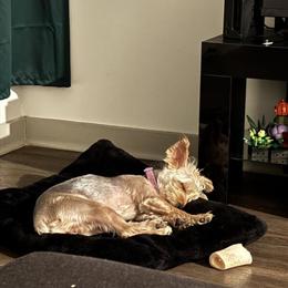 Rehoming 1-Year-Old Male Yorkshire Terrier in McDonough, ga