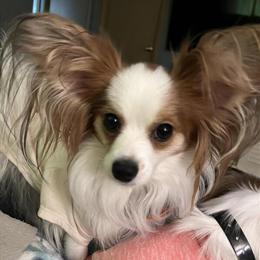 AKC Papillons Available from Champion Lines in Orlando, fl