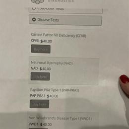 AKC Papillon Puppies Available from Experienced Breeder in Orlando, fl