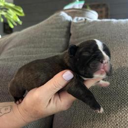French Bulldog Puppies Available for Adoption in Athens, oh