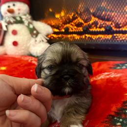 Shih Tzu Puppies Available in Lenoir, nc