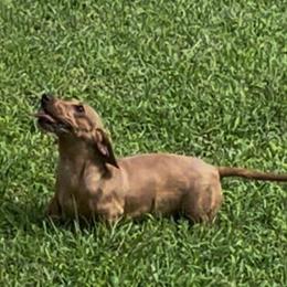 Miniature Dachshund Female, 1 Year Old in North Wilkesboro, nc