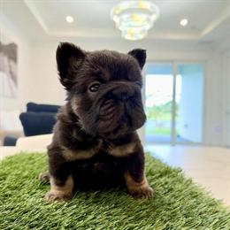 Fluffy French Bulldog Poppy Looking for a Forever Home in Palm Beach Gardens, fl
