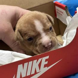 American Bully Puppies Available for Loving Homes in Toledo, oh
