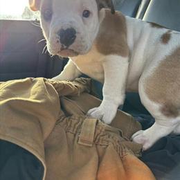 English Bulldog Puppy Ready Now in York, pa