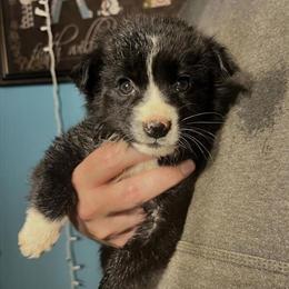 Borderdoodle Puppies Ready Now in York, pa