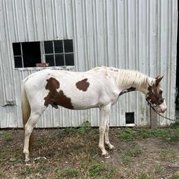 Sweet 4-Year-Old Colt Ready for a Loving Home in York, pa